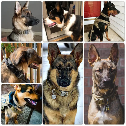 Padded Lined Durable Collar